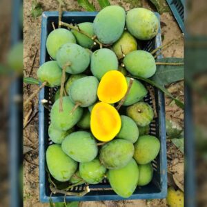 হিমসাগর আম (১২ কেজি) সব খরচসহ ১২০০টাকা (পয়েন্ট ডেলিভারি)